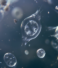 Blue Frontier: What the Ocean Is Teaching Life Sciences in 2026