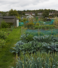 Down to Earth: What Gardening and Allotments Are Teaching the Life Sciences Sector