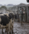 What Actually Drives Antibiotic Resistance on British Farms